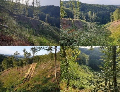 Gozdno zemljišče - Dol pri Šmarju in Dragomilo, 3240 Šmarje pri Jelšah