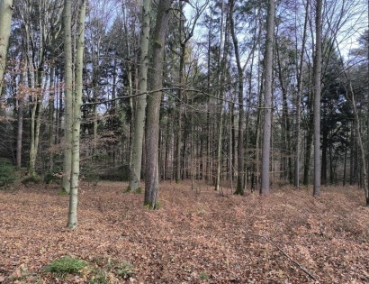 Ostalo - / /, 2314 Zgornja Polskava