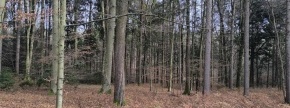 Ostalo - / /, 2314 Zgornja Polskava