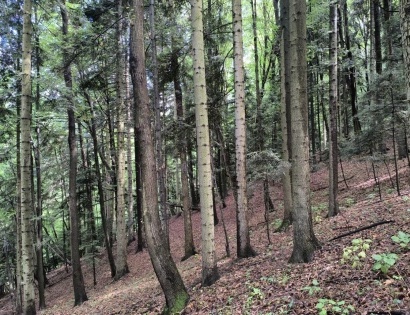 Ostalo - / /, 2319 Poljčane