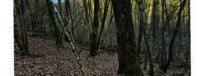 Ostalo - 2622 2344, 6272 Gračišče