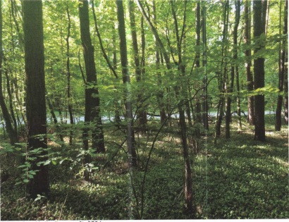 Ostalo - Krplivnik /, 9205 Hodoš/Hodos