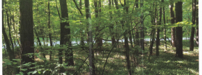 Ostalo - Krplivnik /, 9205 Hodoš/Hodos