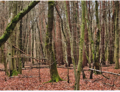 Ostalo - Prosenjakovci /, 9207 Prosenjakovci/Partosfalva