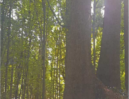 Ostalo - Terbegovci ., 9244 Sveti Jurij ob Ščavnici