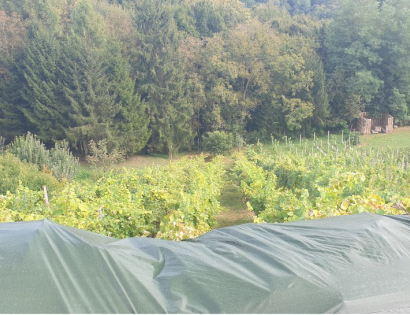 Ostalo - Tibolci /, 2272 Gorišnica