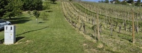 Ostalo - zatravljeni vinograd  na parc. št. 4660/1 k.o. 166-Lendava, 9220 Lendava/Lendva